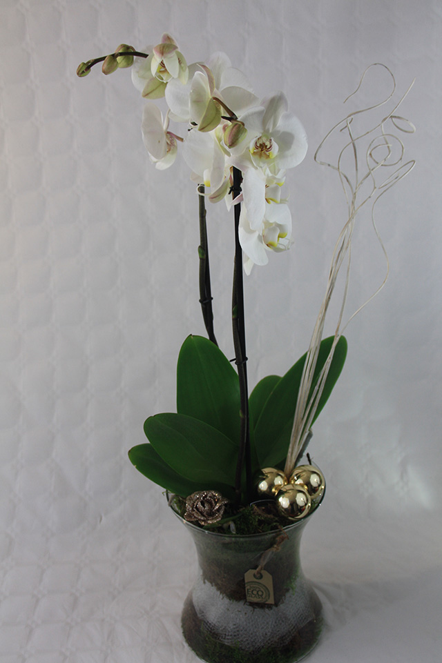 Orchidee in glas kerst Goud